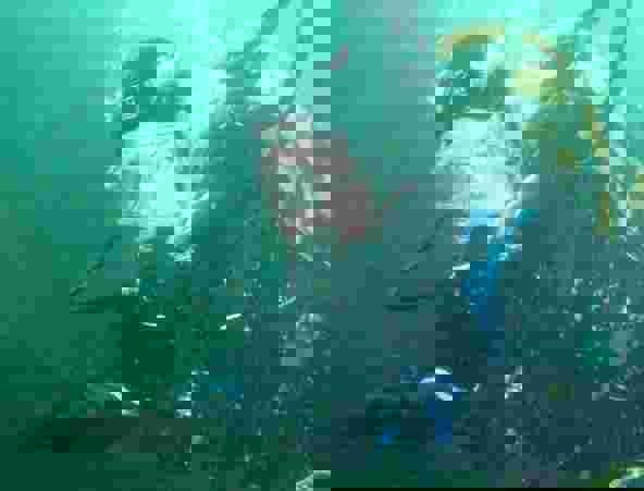 UK Diving