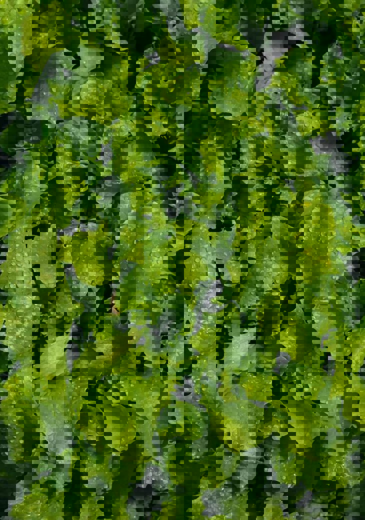 Nikolett Emmert Wp1jkhljngq Unsplash (1)