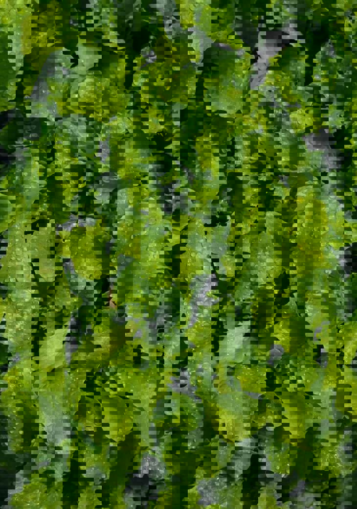 Nikolett Emmert Wp1jkhljngq Unsplash (1)