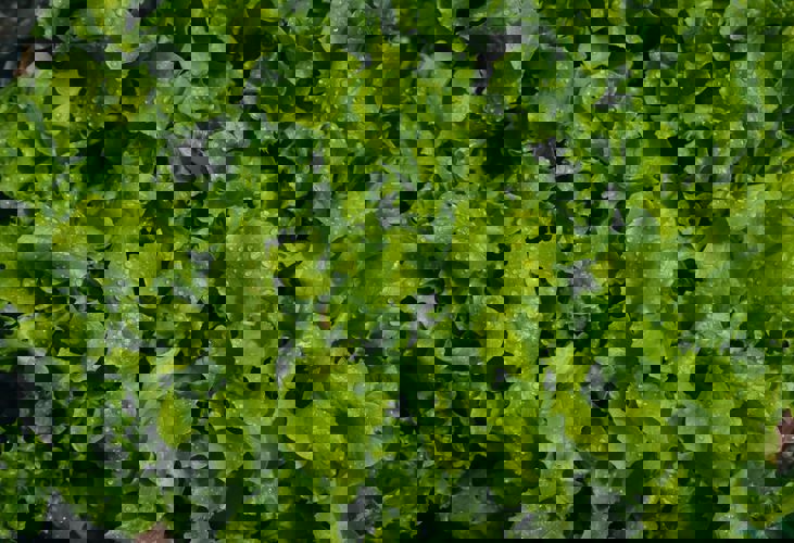 Nikolett Emmert Wp1jkhljngq Unsplash (1)