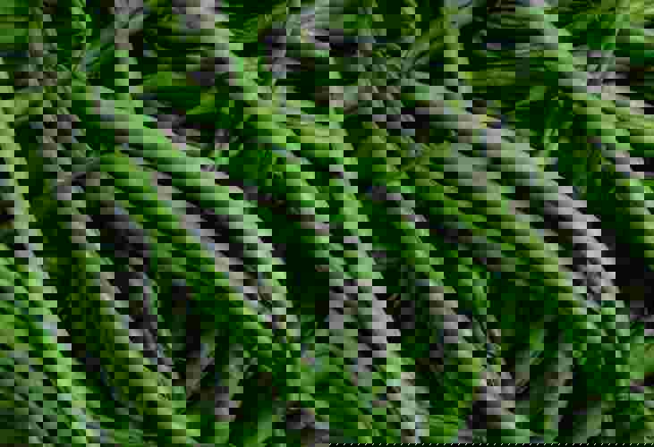 Karolina Grabowska Nejcxhdpipu Unsplash (1)