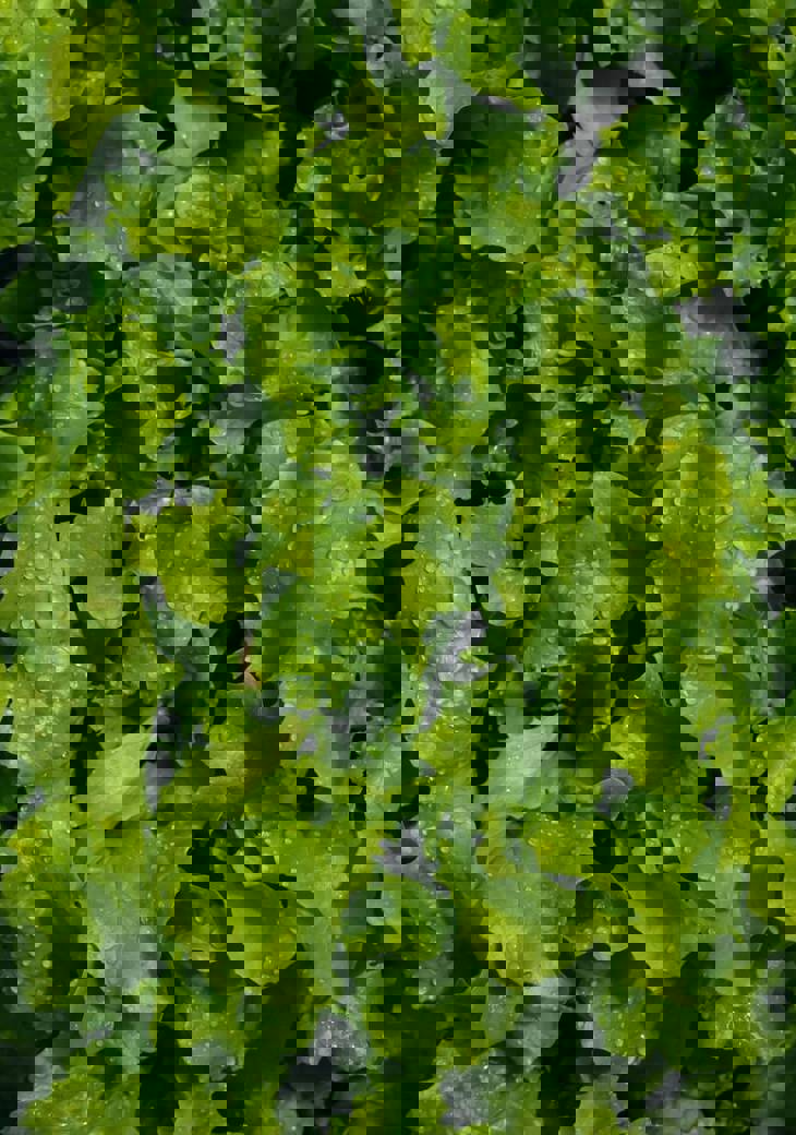 Nikolett Emmert Wp1jkhljngq Unsplash