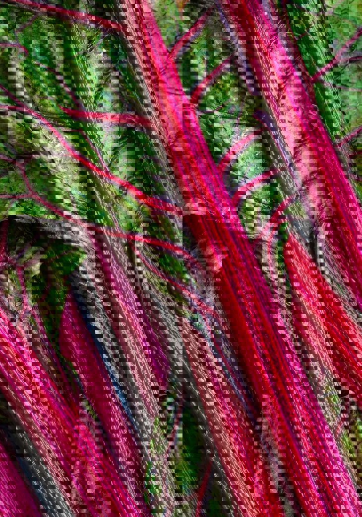 Heather Barnes Ij4kwgvszam Unsplash (1)