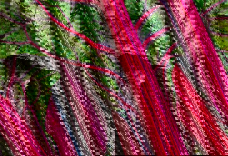 Heather Barnes Ij4kwgvszam Unsplash (1)