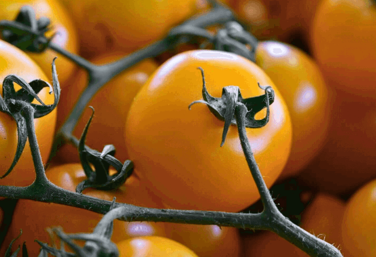 Tomatoes Stock (1)
