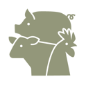 Chicken cow pig