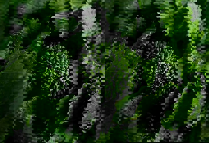 Christina Rumpf Zemfs3zlgy8 Unsplash (1) (1) (1)