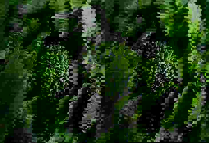 Christina Rumpf Zemfs3zlgy8 Unsplash (1) (1) (1)