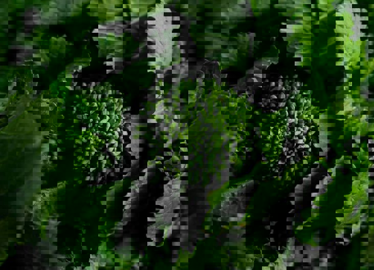 Christina Rumpf Zemfs3zlgy8 Unsplash (1) (1) (1)